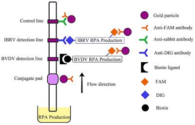 Establishment and application of a rapid diagnostic method for BVDV and IBRV using recombinase polymerase amplification-lateral flow device